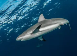 imagescontrastshark_.jpg.webp