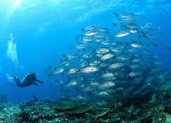 indonesia_shutterstock_.jpg.webp
