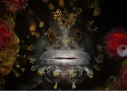 Miami underwater photo contest 2015 winner