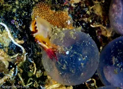 lembeh.jpg.webp
