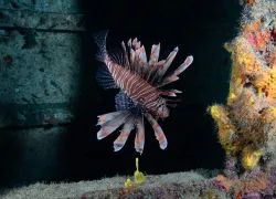 lionfish-.JPG.webp