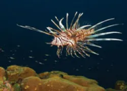 lionfishu_th.jpg.webp