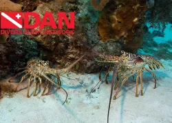 lobster__dan.jpg.webp