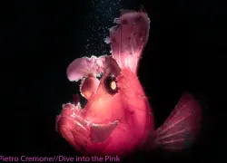 Think Pink 2019 Photo Contest