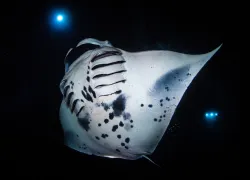 manta_Shane Myers Photography_shutterstock_.jpg.webp