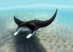 manta_Vladimir Turkenich_shutterstock_.jpg.webp