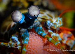 mantis-shrimp-bali.jpg.webp