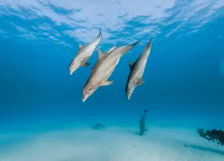 marine-species-bottlenose-dolphins-martin-strmiska-alamy.jpg.webp