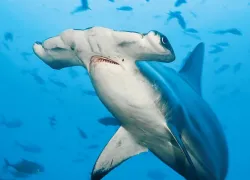 marine-species-hammerhead-martin-strmiska-alamy.jpg.webp