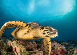 marine-species-hawksbill-turtle-istock-spd.jpg.webp