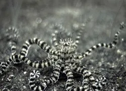 mimicoctopus.jpg.webp