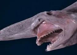 mitsukurina-owstoni-goblin-shark-registration-no-a---large__copy.jpg.webp
