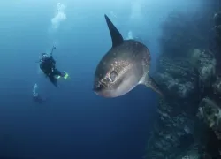 mola-mola-swimming-bad-shutterstock_.jpg.webp