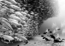 Black and white schooling fish underwater photo
