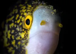 underwater macro video