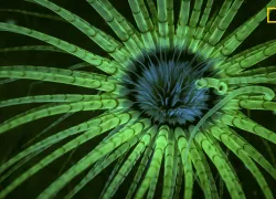 ngnp-stplace-underwater_.jpg.webp