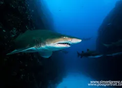 nsw-sandtiger-shark.jpg.webp
