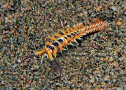 onuphid-worm.jpg.webp