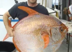 opah_.jpg.webp