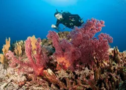 ozdiver.jpg.webp