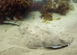 pacificangelshark.jpg.webp