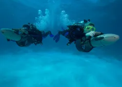 padi_dpv.jpg.webp