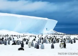 penguins-facts.jpg.webp