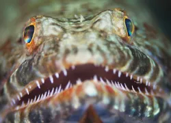portraits - reef lizardfish.jpg.webp