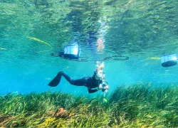 rainbow_river_dive-_.png.webp
