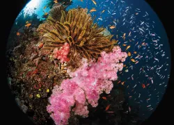 reef-scenic-thumbnail.jpg.webp