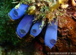 rhopalaea-genus-sea-squirts-copyright-california-academy-of-sciences.jpg.webp