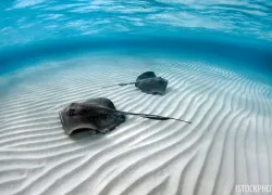 safe_to_dive_with_stingrays_ask_dan_.jpg.webp