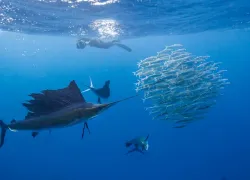 Sailfish Isla Mujeres video hunt