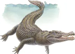 saltwater_crocodile_illustration_spd.jpg.webp