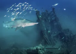 sand-tiger-on-Portland-wreck.jpg.webp