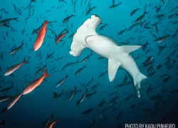 hammerhead shark underwater