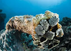 sea_cucumber_jurgen_spd_teaser.jpg.webp