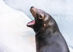 Seal with an open mouth