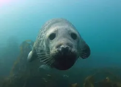 seal_belly_rub_gopro_video.jpg.webp
