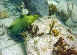 sealife-deerfield-eel.jpg.webp
