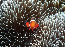 sealife_place_sydneygayda_vermontrunner-up.jpg.webp