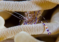 sealife_douglassmith.jpg.webp