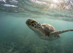 seaturtle.jpg.webp