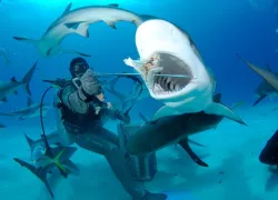 shark-feeding-shutterstock-rich-carey.jpg.webp