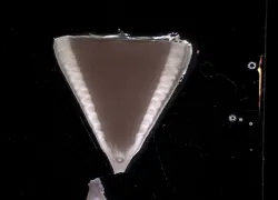 shark-vertebrae-noaa.jpg.webp