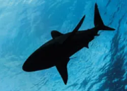 shark_silhouette_thumb.jpg.webp