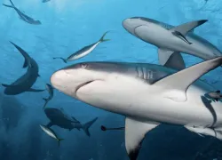 shark_ty-sawyer.jpg.webp