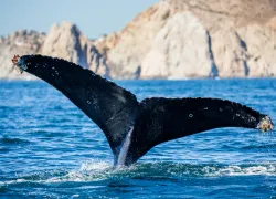 sea of cortex mexico humpback whale