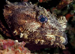 sounds_of_sea_toadfish_teaser_spd.jpg.webp