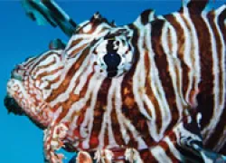spd-august-colley-lionfish_thumb.jpg.webp